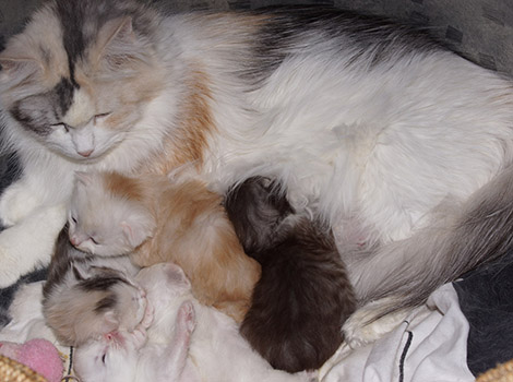 U2-Kitten am 3.4.2015